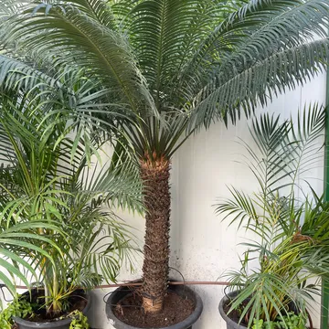 Gallery plant image