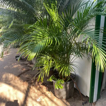 Gallery plant image