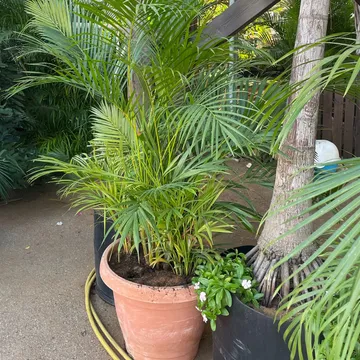 Gallery plant image