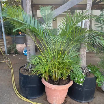 Gallery plant image