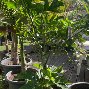 Gallery plant image