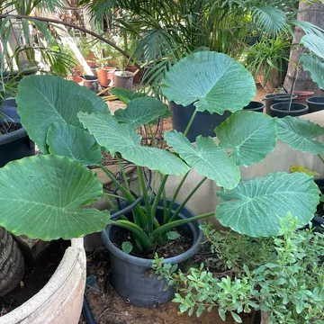 Gallery plant image