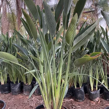 Gallery plant image