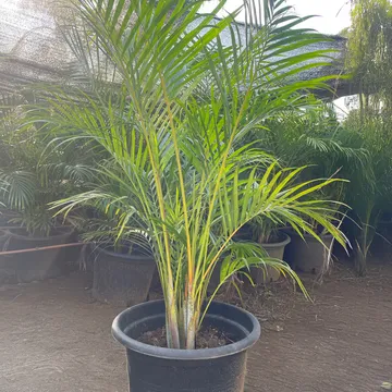 Gallery plant image