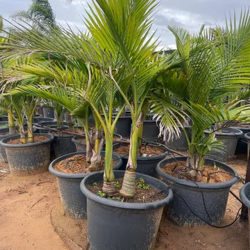 Gallery plant image
