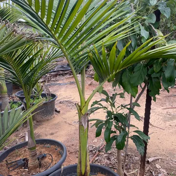 Gallery plant image