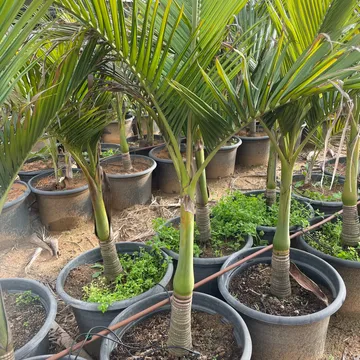 Gallery plant image