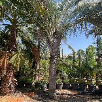 Gallery plant image