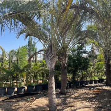 Gallery plant image