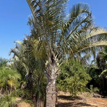 Gallery plant image
