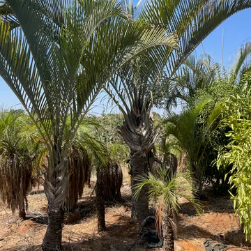 Gallery plant image
