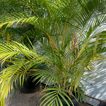Gallery plant image
