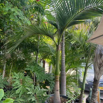 Gallery plant image