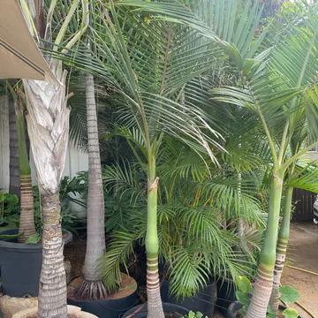 Gallery plant image