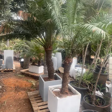 Gallery plant image