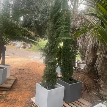 Gallery plant image