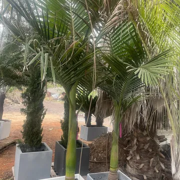 Gallery plant image