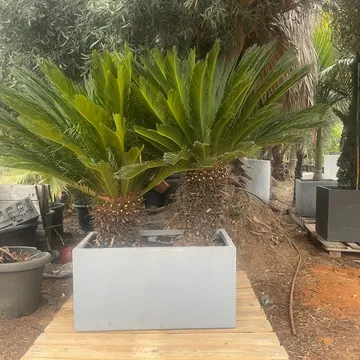 Gallery plant image