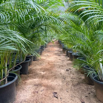 Gallery plant image
