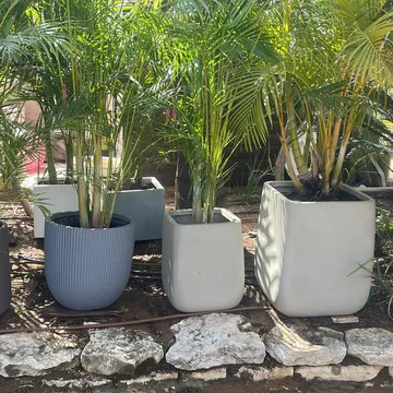 Gallery plant image