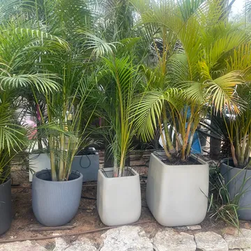 Gallery plant image