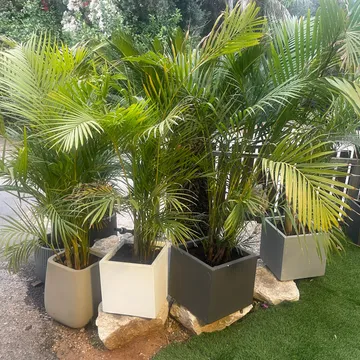 Gallery plant image