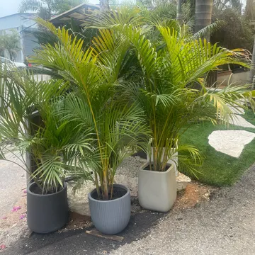 Gallery plant image