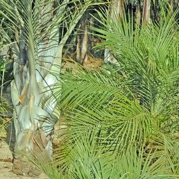Gallery plant image