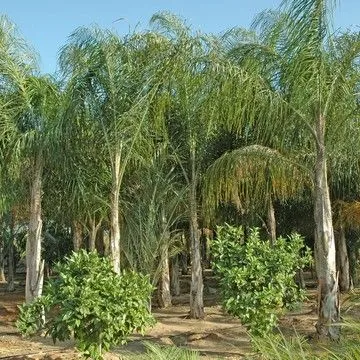 Gallery plant image