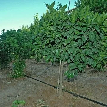 Gallery plant image