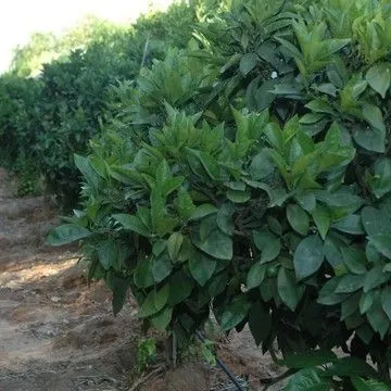 Gallery plant image