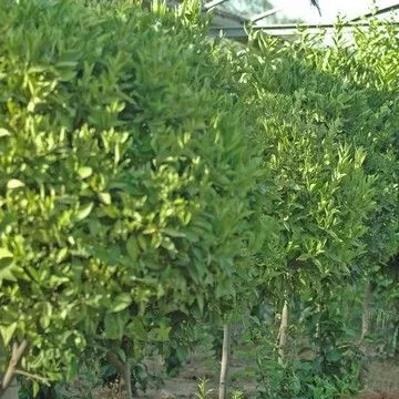 Gallery plant image