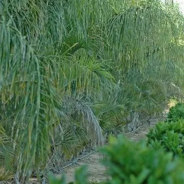 Gallery plant image