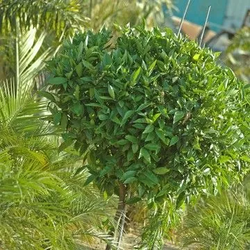 Gallery plant image