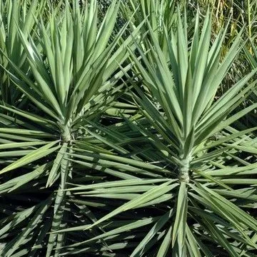 Gallery plant image