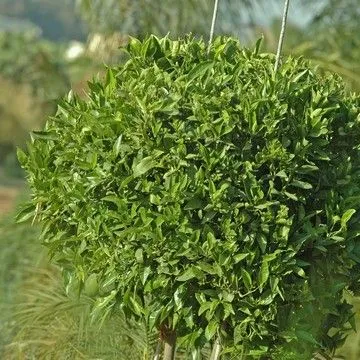 Gallery plant image