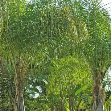 Gallery plant image