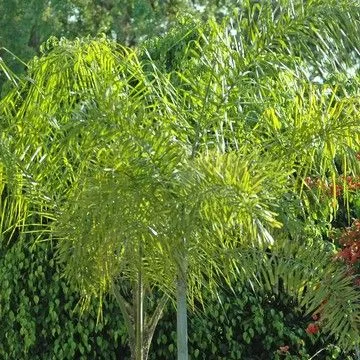 Gallery plant image