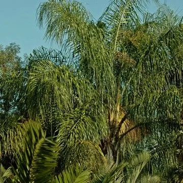 Gallery plant image