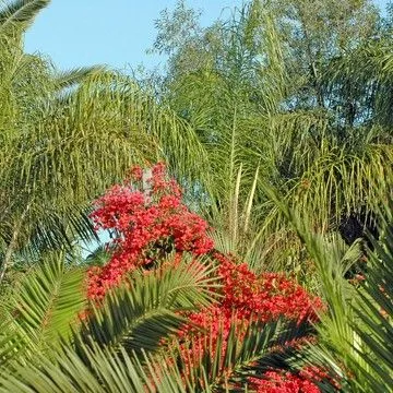 Gallery plant image