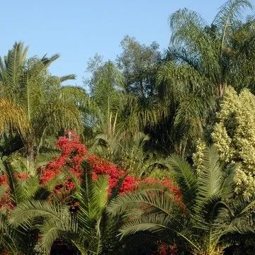 Gallery plant image
