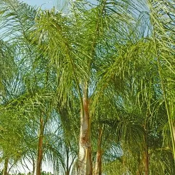 Gallery plant image
