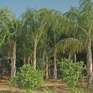 Gallery plant image