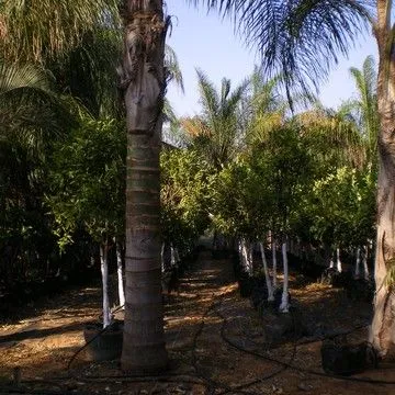 Gallery plant image