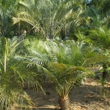 Gallery plant image