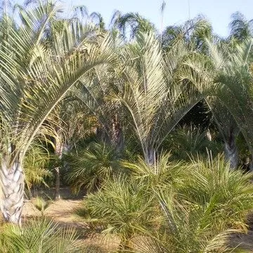 Gallery plant image