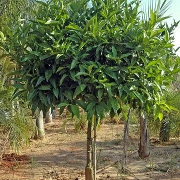 Gallery plant image