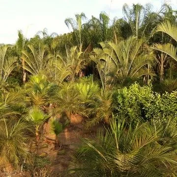 Gallery plant image