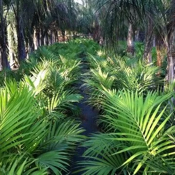Gallery plant image