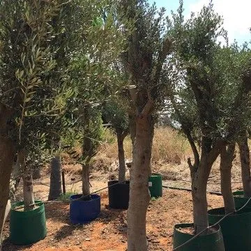 Gallery plant image